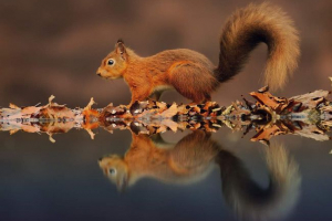 Відображення тварин у воді: хто знаходиться в світлі всіх красивих? Відображення тварин у воді: хто знаходиться в світлі всіх красивих?