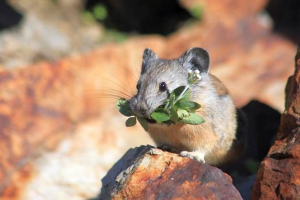 Що подає поле миші? Що подає поле миші?