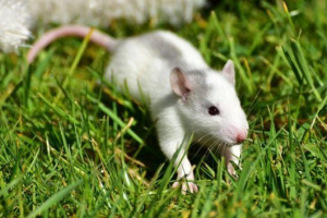 Сім'я миші Сім'я миші