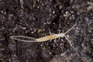 Padura або vilokhvostka Padura або vilokhvostka