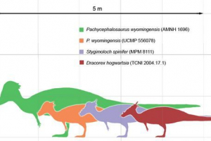 Пахофалозавр (пах'яцефалозавр) Пахофалозавр (пах'яцефалозавр)
