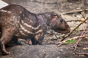 Паска Паска
