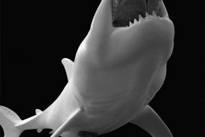 Палеокархарісіас - стародавня акула Палеокархарісіас - стародавня акула