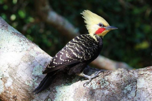 Palechaty celler - родич карликів дятлова Palechaty celler - родич карликів дятлова