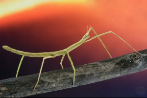 Патри Патри