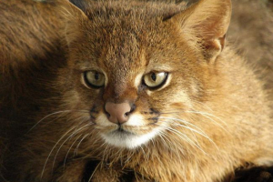 Pampas cat: опис, фото та відео Pampas cat: опис, фото та відео