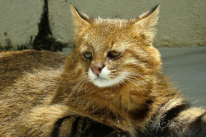 Pampas cat - все про життя нічного хижака Pampas cat - все про життя нічного хижака
