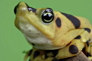 Панама золота жаба - отруйний скарб Панама золота жаба - отруйний скарб