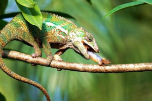 Пантера хамелеон Пантера хамелеон