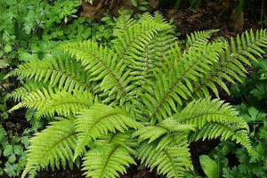 Fern очищає водосховища Fern очищає водосховища