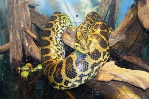 Парагвайська анаконда, або жовта анаконда Парагвайська анаконда, або жовта анаконда