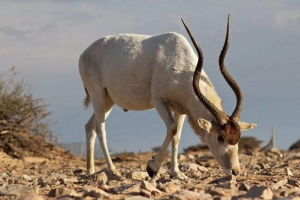 Номер тварин Номер тварин