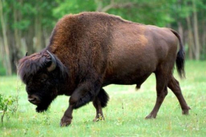 Червона книга україни Червона книга україни