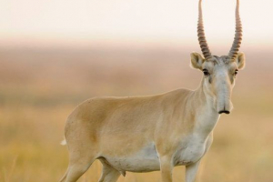 Сайгак (маргач, сайга) Сайгак (маргач, сайга)