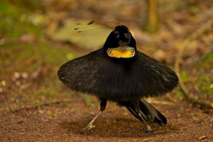 Carolia carol - paradise bird Carolia carol - paradise bird