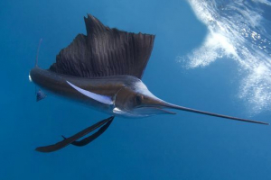 Вітрильник Вітрильник