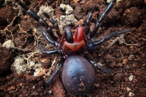 Павук-дракула: правда або міф? Павук-дракула: правда або міф?