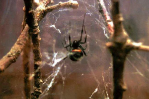 Павук каракурт Павук каракурт