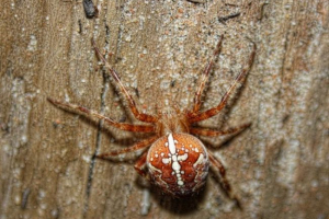 Павук-хрестовий похід Павук-хрестовий похід