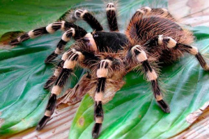 Spiderman - lifestyle Spiderman - lifestyle