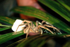 Солдат spider Солдат spider