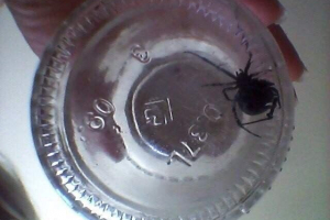 Павуки-каракірти приїжджають до волгограда Павуки-каракірти приїжджають до волгограда