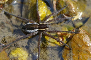 Павуки - вигляд та опис Павуки - вигляд та опис