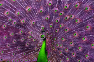 Павич Павич