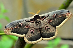 Павлін-очима груша Павлін-очима груша