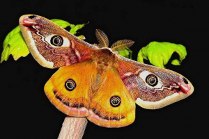 Павлін-очі. Фото павлін-очима. Опис метелик Павлін-очі. Фото павлін-очима. Опис метелик