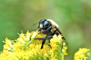 Бджола тесляр Бджола тесляр
