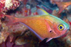 Peumfic - особливості розмноження та догляду за риб Peumfic - особливості розмноження та догляду за риб