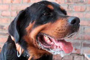 Піна з рота собаки - що це означає? Піна з рота собаки - що це означає?