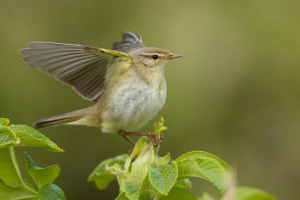 Петрочка-весник - bowlish Петрочка-весник - bowlish