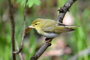 Петро Петро