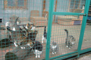 Пермський пенсіонер показав всі свої заощадження кішок Пермський пенсіонер показав всі свої заощадження кішок