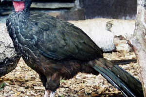 Pennaya penelope: опис, фотографії та відео Pennaya penelope: опис, фотографії та відео