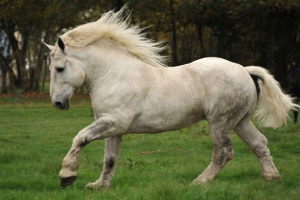 Перспер Перспер