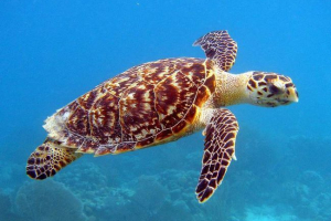 Перший сяючий рептилій у світі знаходиться біля соломонових островів Перший сяючий рептилій у світі знаходиться біля соломонових островів