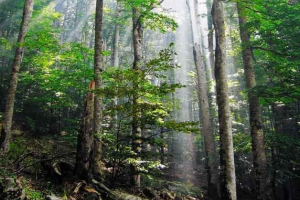 Первинний, або незайманий ліс Первинний, або незайманий ліс