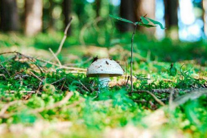 Перші весняні гриби Перші весняні гриби