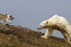 Собака човника, відома своєю дружелюбною, була поранена білого ведмедя Собака човника, відома своєю дружелюбною, була поранена білого ведмедя