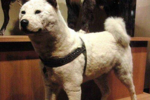 Собака хатіко - справжня історія, яка породжує, фото, пам'ятник і кіноографії Собака хатіко - справжня історія, яка породжує, фото, пам'ятник і кіноографії