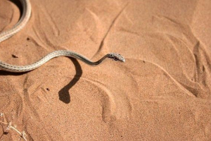 Піску змія або zerig Піску змія або zerig