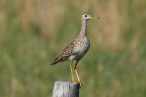 Довгостічні пісочниці - перна з америки Довгостічні пісочниці - перна з америки