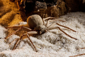 Пісок шістьокий павук Пісок шістьокий павук