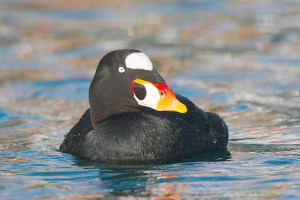 Peppermaya turpane: голос птахів, докладний опис Peppermaya turpane: голос птахів, докладний опис