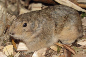 Жовта пеструшка - пустеля гризуна