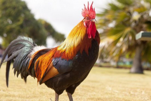 Півень Півень