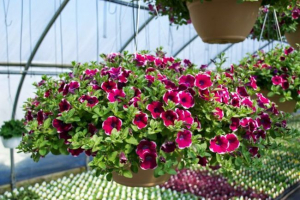 Пелюнія Пелюнія